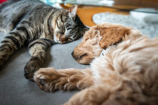 New cute 8 week old caramel colored puppy is sleeping on the couch with the house cat. They are holding hands or paws.