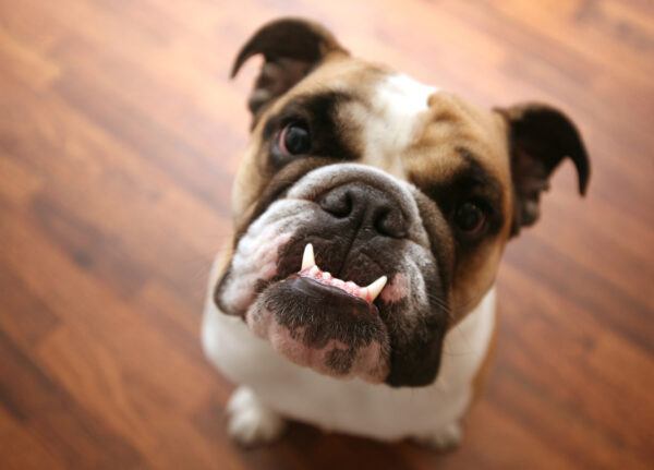 english bulldog puppy looks up at camera - focus on teeth and lower jaw